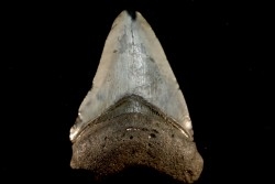 shark teeth: CARCHARODON MEGALODON