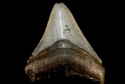 dent de requin: CARCHARODON MEGALODON