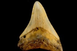 dent de requin: CARCHARODON MEGALODON