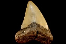 dent de requin: CARCHARODON MEGALODON