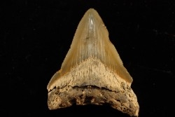 shark teeth: CARCHARODON MEGALODON