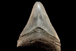 dent de requin: CARCHARODON MEGALODON