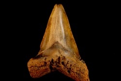dent de requin: CARCHARODON MEGALODON
