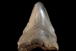 dent de requin: CARCHARODON MEGALODON