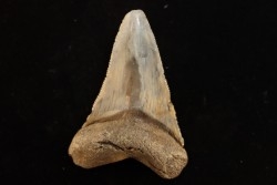 dent de requin: CARCHARODON MEGALODON