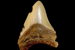 shark teeth: CARCHARODON MEGALODON