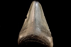 dent de requin: CARCHARODON MEGALODON