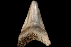 shark teeth: CARCHARODON MEGALODON