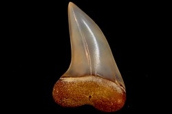 dent de requin: ISURUS PLANUS - Miocène - Bakersfield, Californie - USA