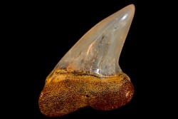 shark tooth: ISURUS PLANUS   Miocene   Bakersfield, California - USA