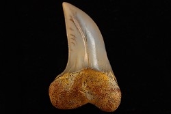 dent de requin: ISURUS PLANUS - Miocène - Bakersfield, Californie - USA