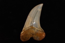 dent de requin: ISURUS PLANUS - Miocène - Bakersfield, Californie - USA