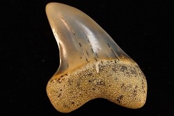 dent de requin: ISURUS PLANUS - Miocène - Bakersfield, Californie - USA