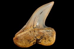 dent de requin: ISURUS PLANUS - Miocène - Bakersfield, Californie - USA