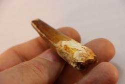 dent de dinosaure SPINOSAURUS AEGYPTIACUS