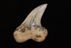 dent de requin: ISURUS PLANUS - Miocène - Bakersfield, Californie - USA