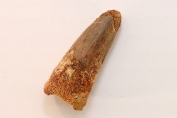 dent de dinosaure SPINOSAURUS AEGYPTIACUS