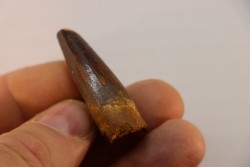 dent de dinosaure SPINOSAURUS AEGYPTIACUS