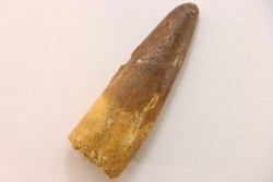dent de dinosaure SPINOSAURUS AEGYPTIACUS