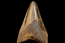 dent de requin: CARCHARODON MEGALODON