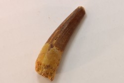 dent de dinosaure SPINOSAURUS AEGYPTIACUS