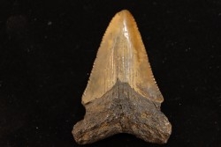 dent de requin: CARCHARODON MEGALODON