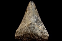 dent de requin: CARCHARODON MEGALODON