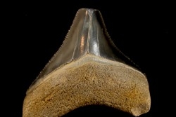 dent de requin: CARCHARODON MEGALODON