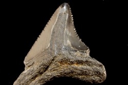 dent de requin: CARCHARODON MEGALODON