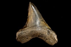 dent de requin: CARCHARODON MEGALODON
