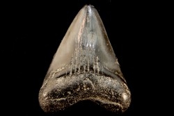 dent de requin: CARCHARODON MEGALODON