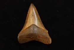 dent de requin: CARCHARODON MEGALODON
