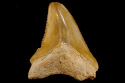 dent de requin: CARCHARODON MEGALODON