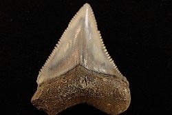 dent de requin: CARCHARODON MEGALODON