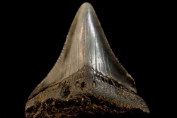 dent de requin: CARCHARODON MEGALODON