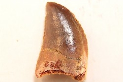 dinosaur tooth DELTADROMEUS AGILIS