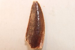 dinosaur tooth DELTADROMEUS AGILIS