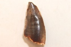 dent de dinosaure DELTADROMEUS AGILIS
