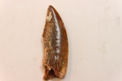 dinosaur tooth DELTADROMEUS AGILIS