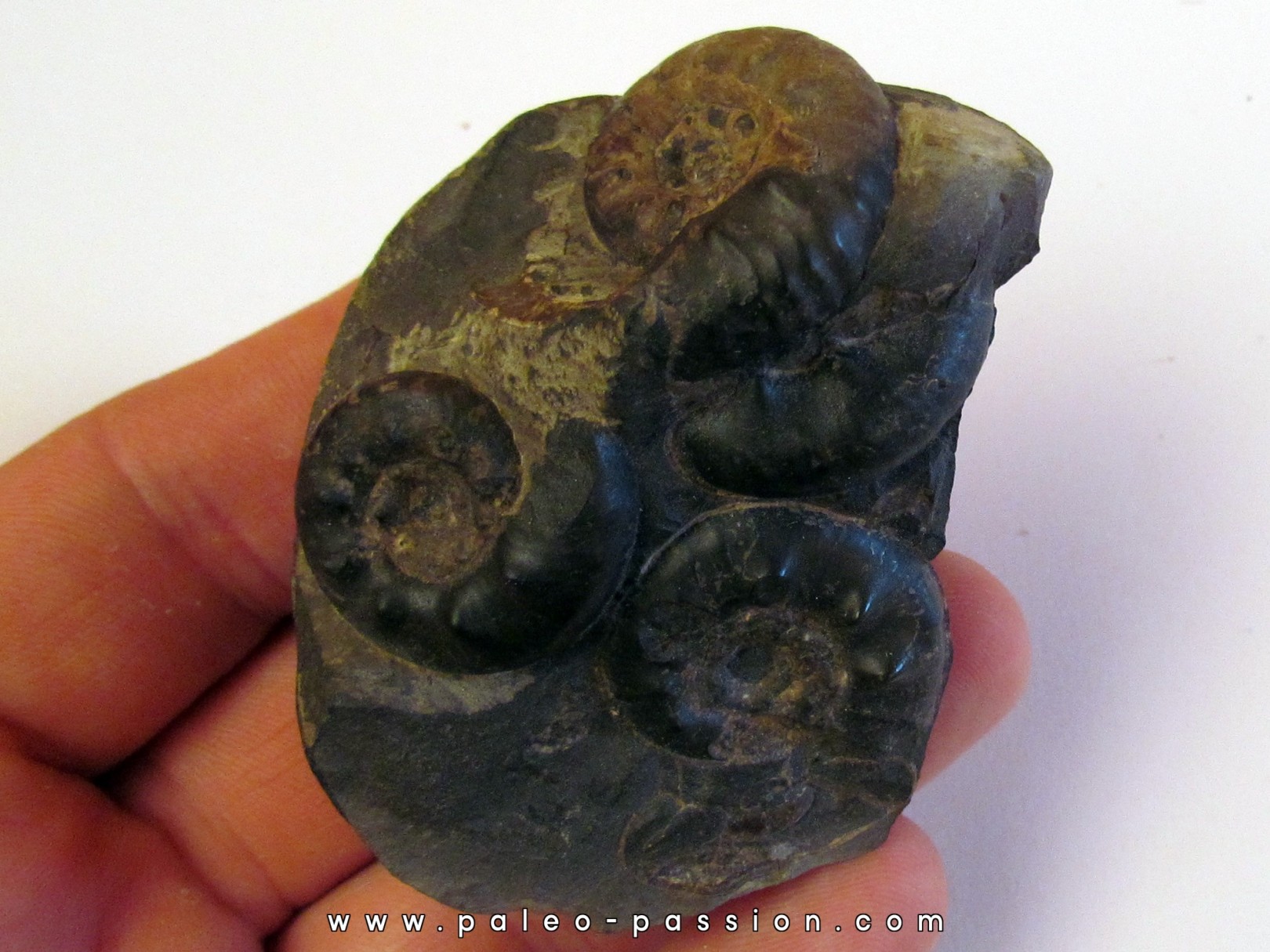OLENEKOCERAS NIKITINI OLENEKOCERAS NIKITINI