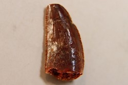 dinosaur tooth DELTADROMEUS AGILIS