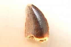 dinosaur tooth DELTADROMEUS AGILIS