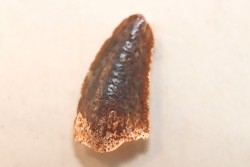 dinosaur tooth DELTADROMEUS AGILIS