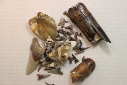 set of "falun de tourraine" fossils - miocene of france