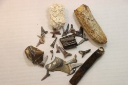 set of "falun de tourraine" fossils - miocene of france