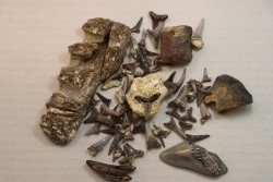 set of "falun de tourraine" fossils - miocene of france