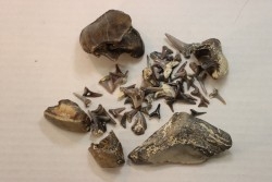 set of "falun de tourraine" fossils - miocene of france