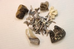 set of "falun de tourraine" fossils - miocene of france