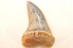 dent de requin: ISURUS PLANUS - Miocène - Bakersfield, Californie - USA
