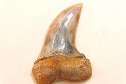 dent de requin: ISURUS PLANUS - Miocène - Bakersfield, Californie - USA